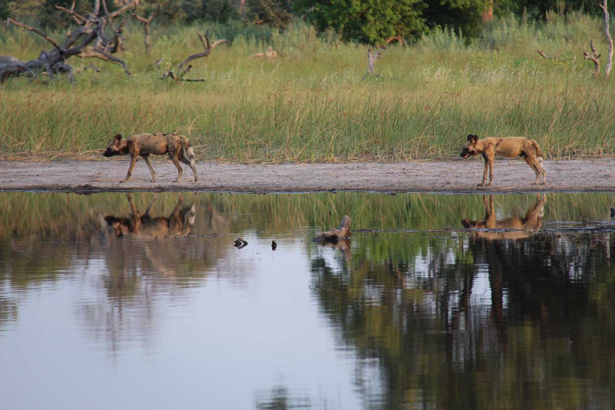 Botswana Wild Dogs