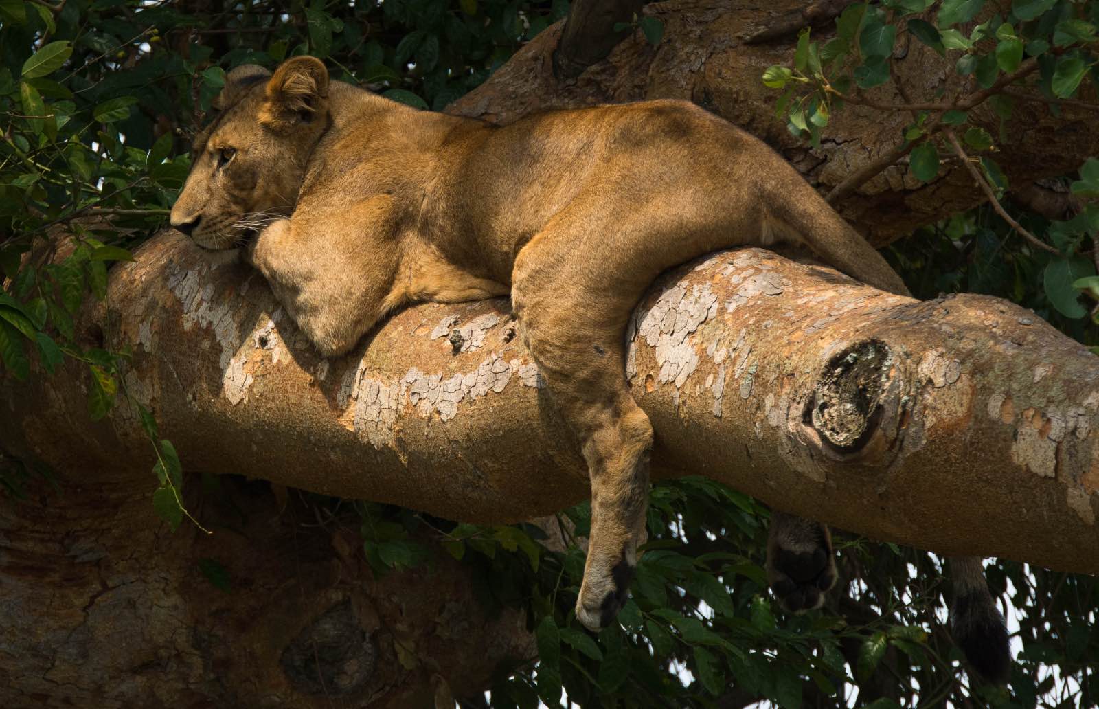 Lions sleeping in a sycamore fig tree in Queen Elizabeth National Park where they famously climb trees
