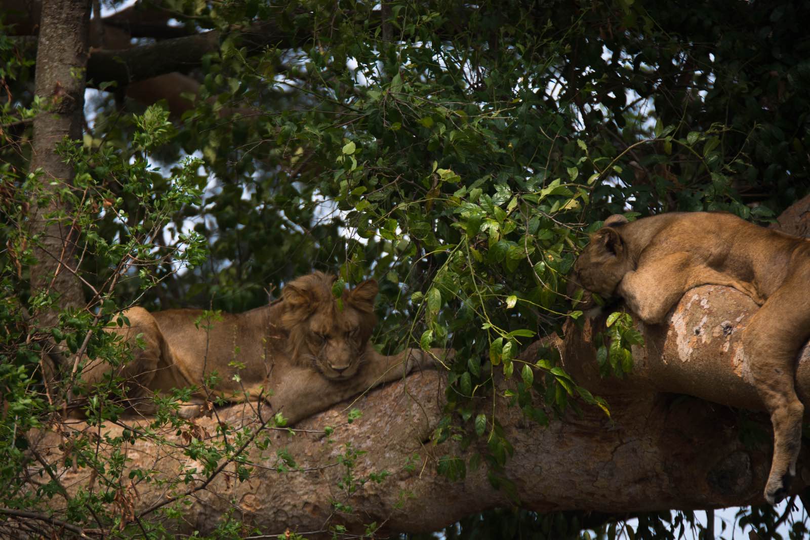 You stand the chance of seeing a pride of lions relaxing in the branches of large fig trees in Uganda