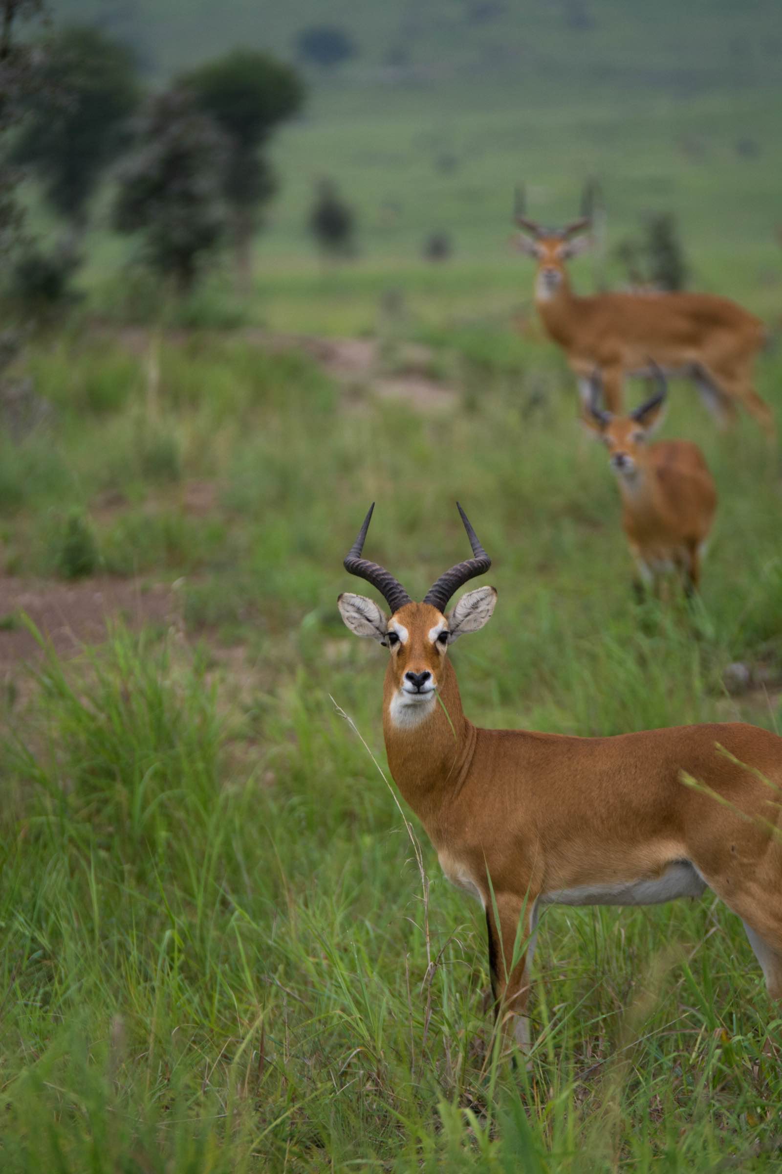 The Ugandan kob - the country's national animal
