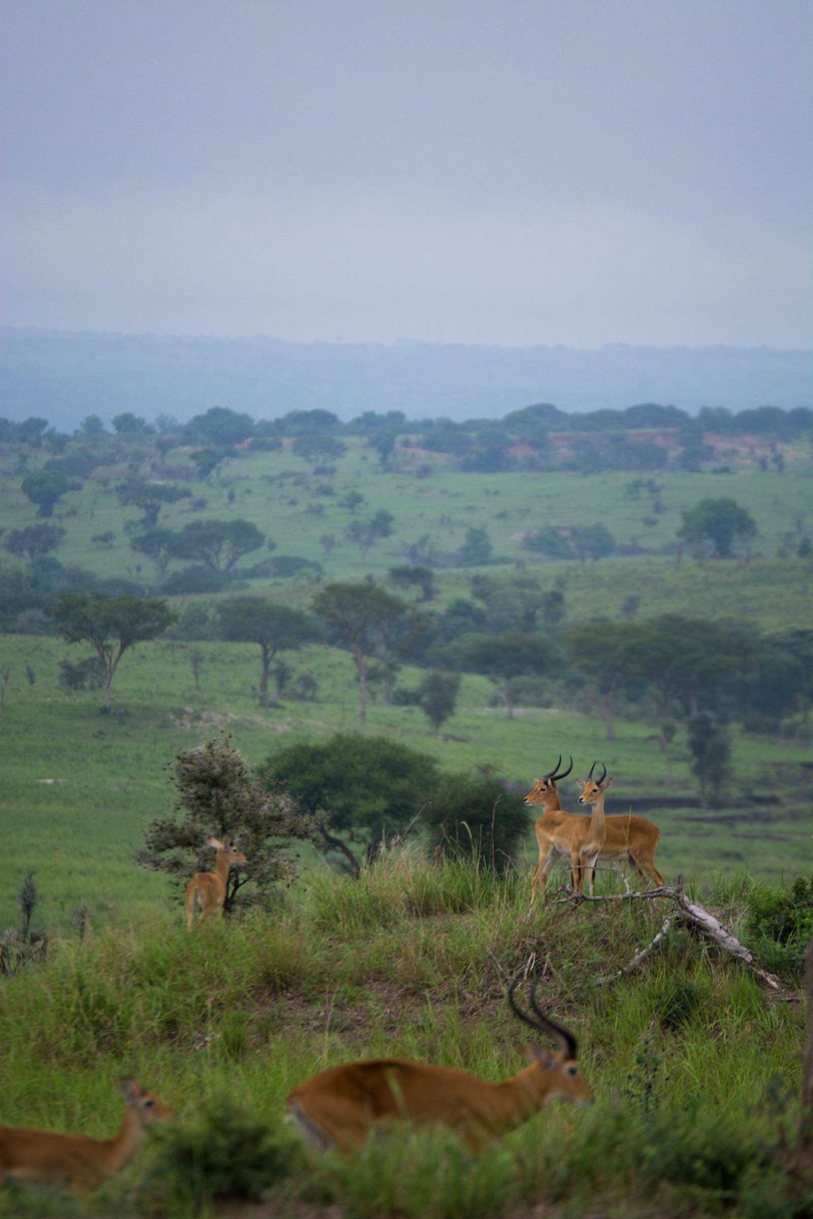 Incredible landscapes of Murchison Falls National Park with the iconic Ugandan kob on the lookout