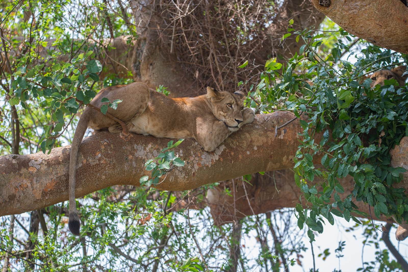 Dozy lions in the fig trees