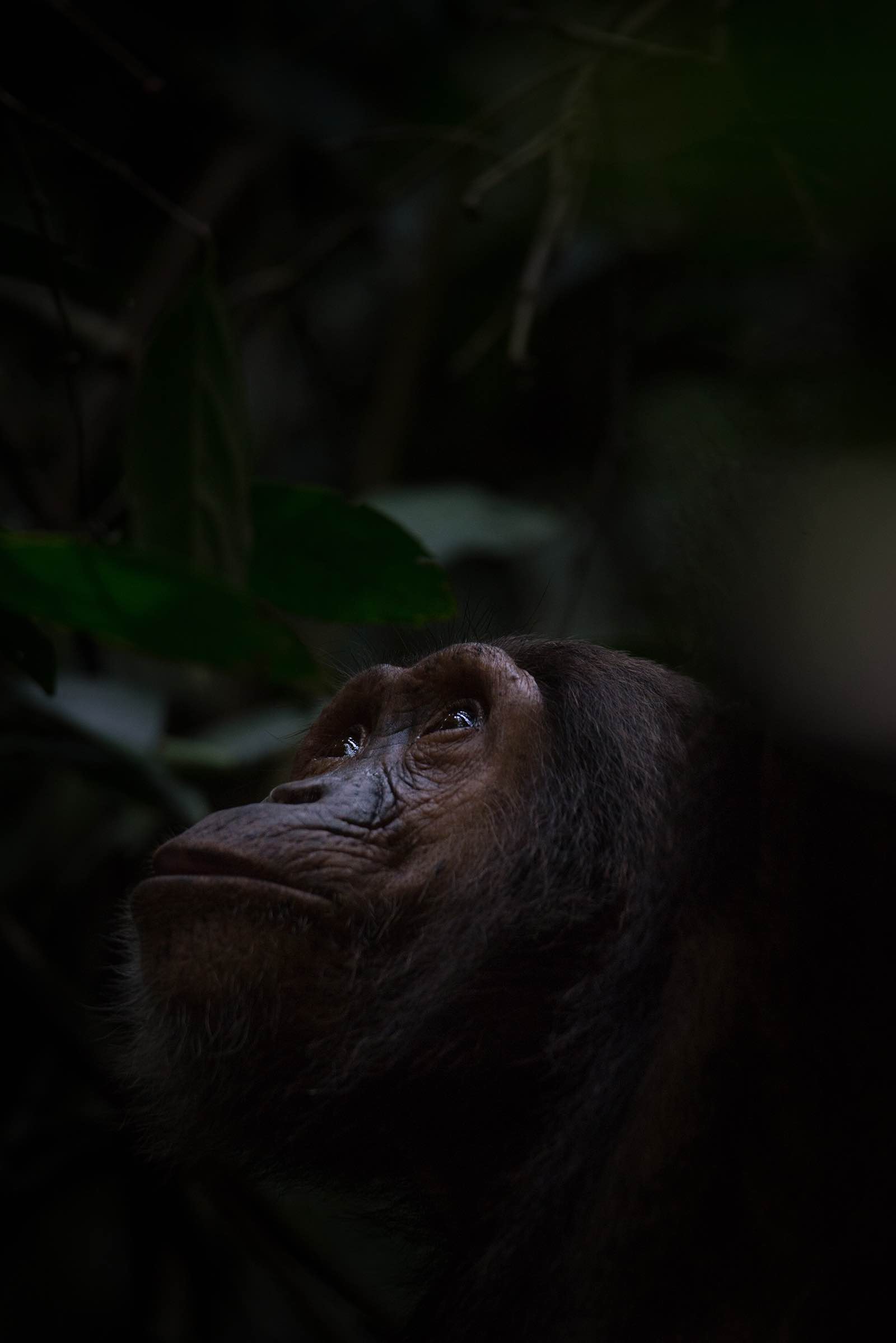 Looking up and watching other chimpanzees in the trees