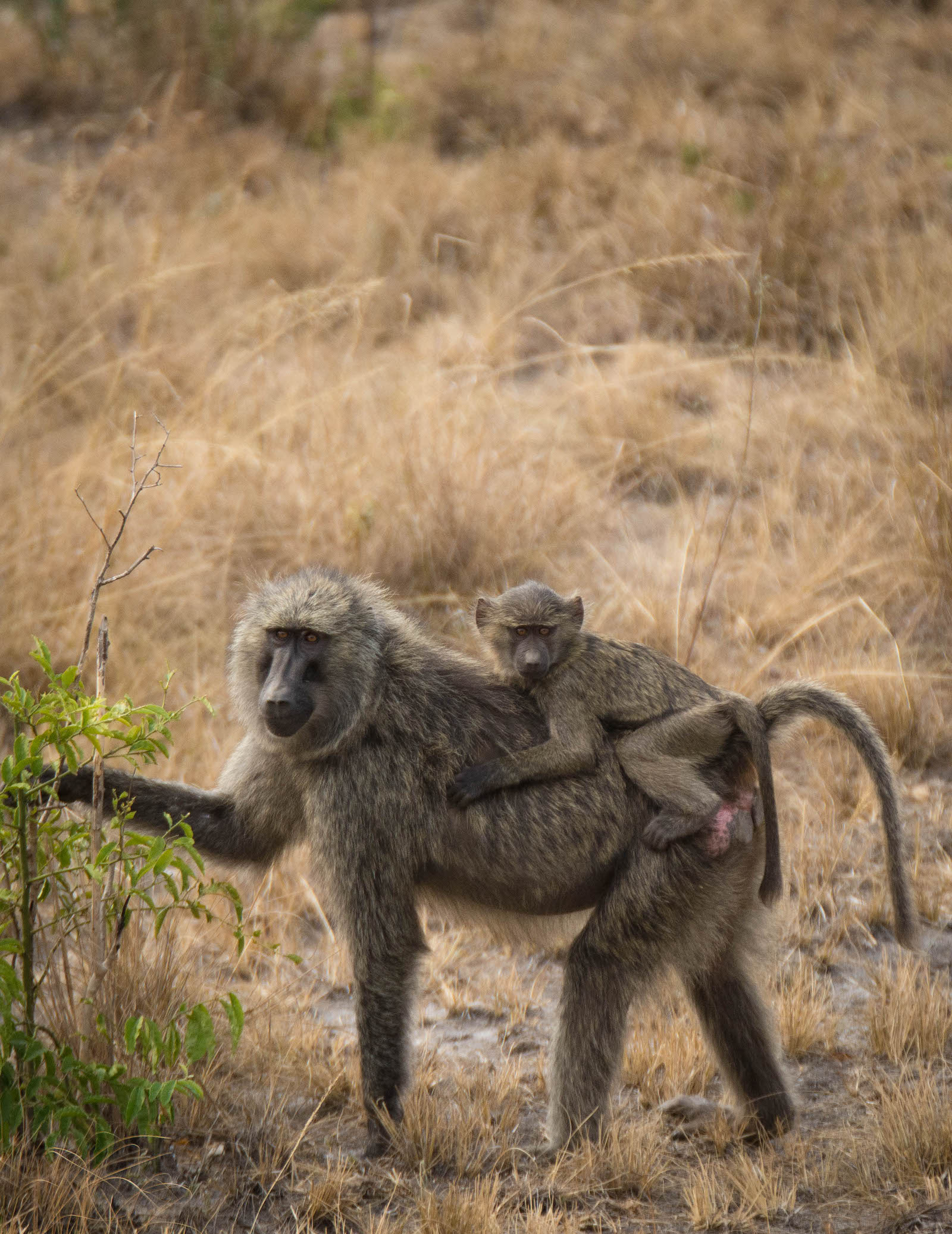 Olive baboons are prevalent on the savannah and are also known to cohabit with chimpanzees in places like Nyungwe Forest in Rwanda