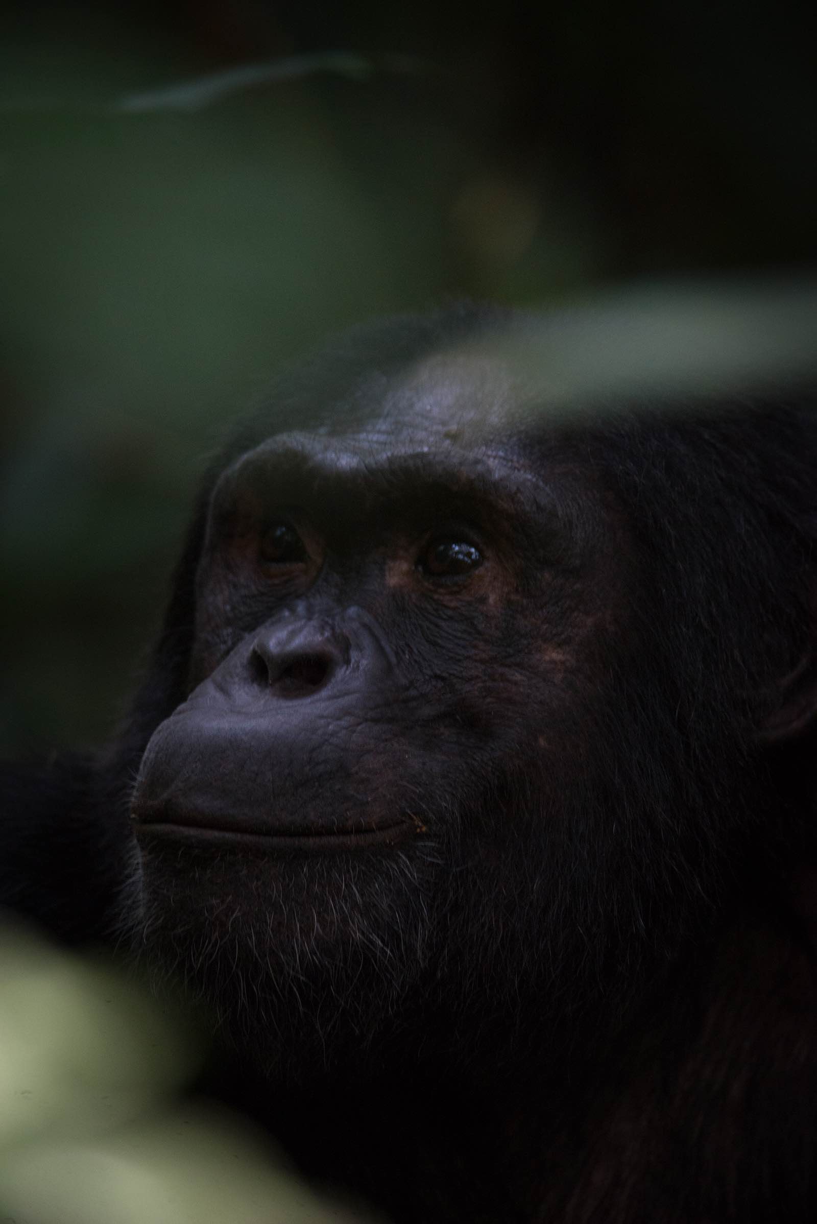 Pensive chimpanzee - the leader of his group in Kibale Forest