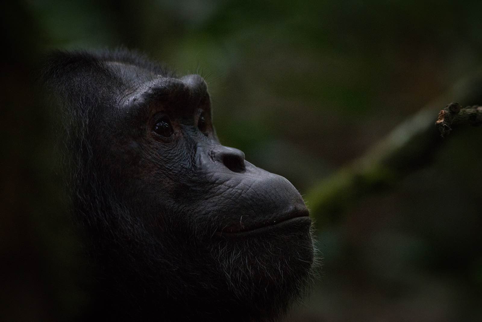 Profile of a chimpanzee in the green forest