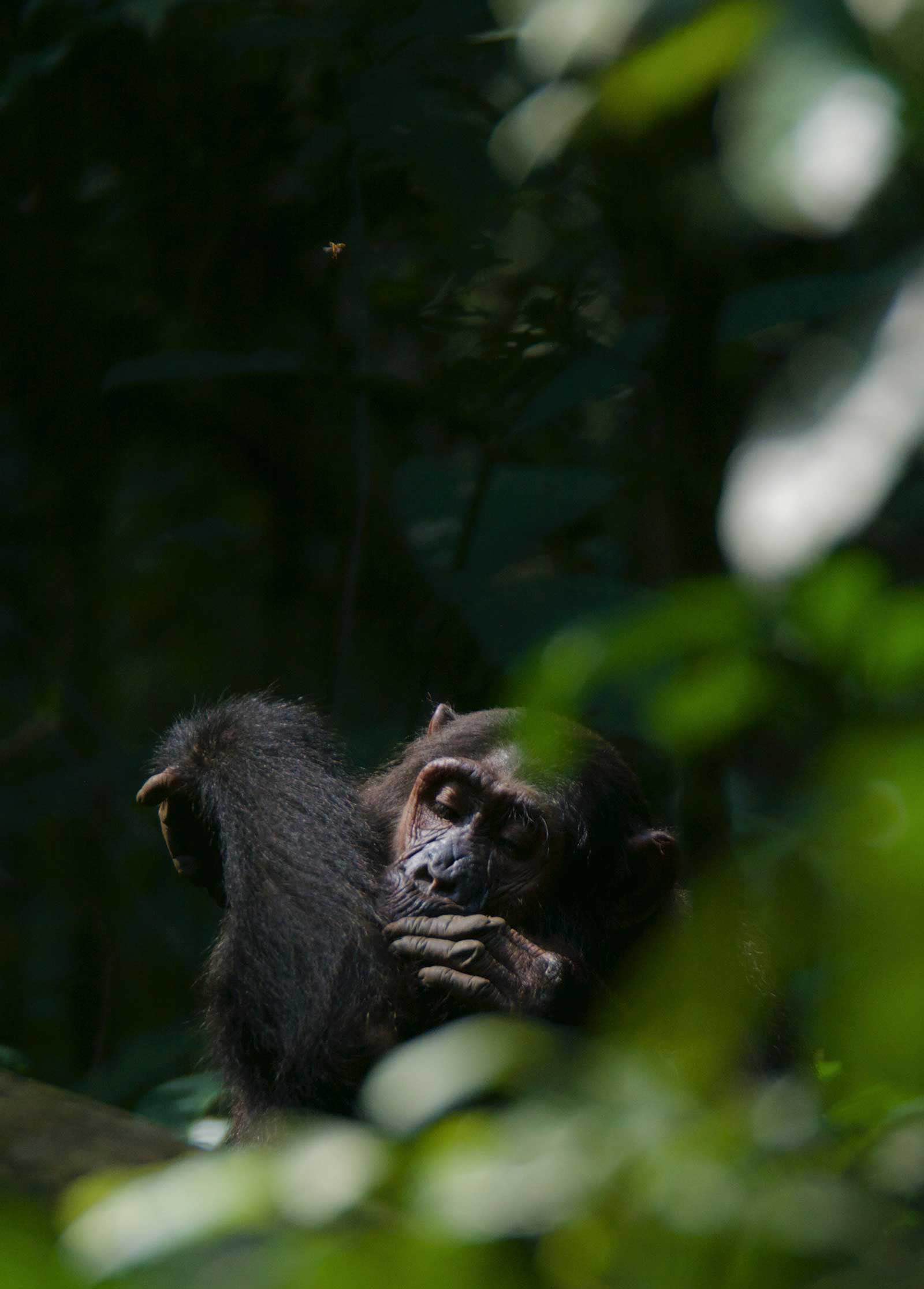 Self-grooming chimpanzee