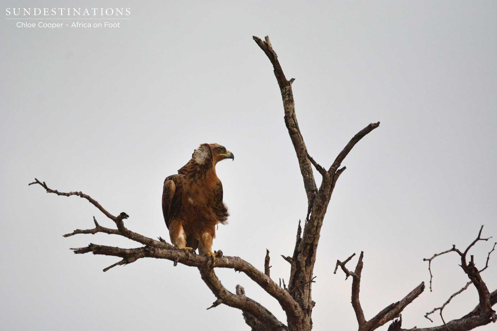 Tawny Eagle in Kruger