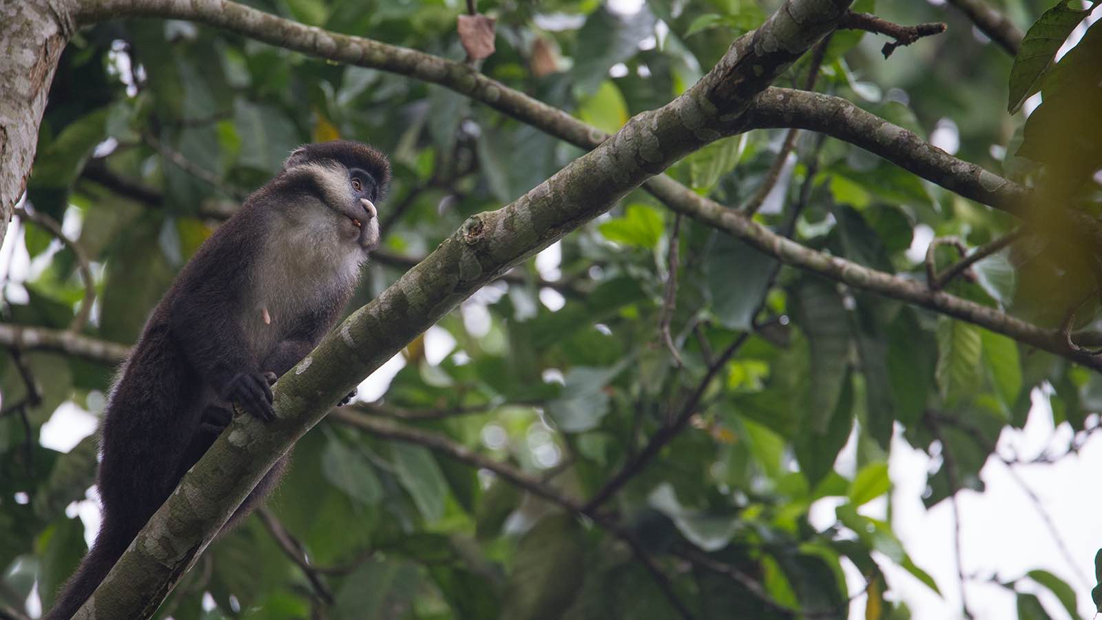 red-tailed monkey foraging in a tree in Kibale Forest