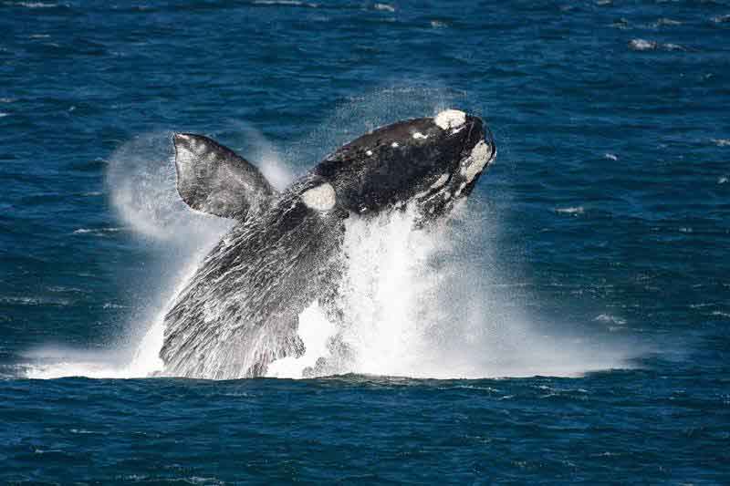 Hermanus Whales