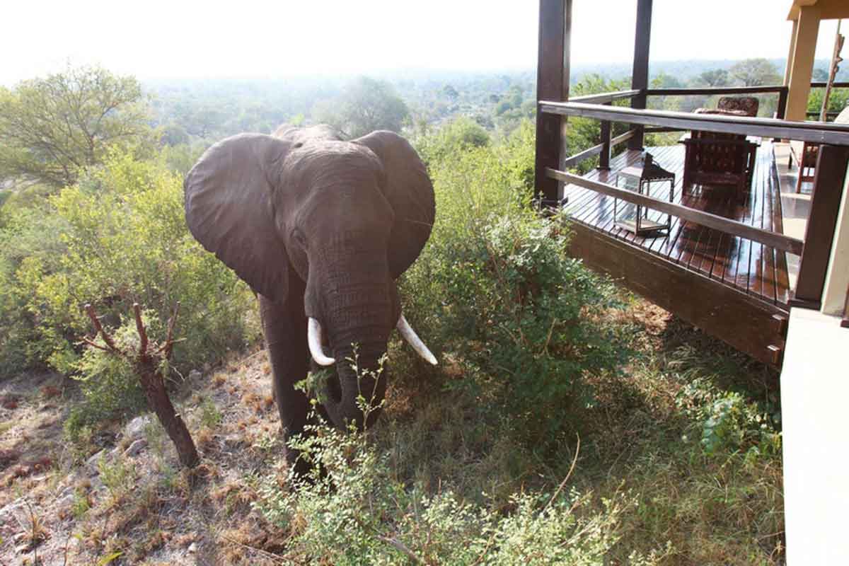 Makumu Elephant at Lodge