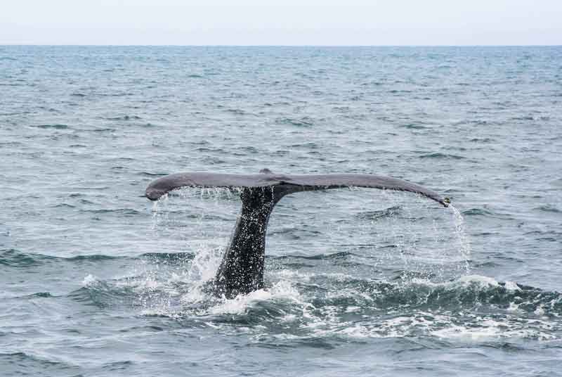 Whale Tail Ocean
