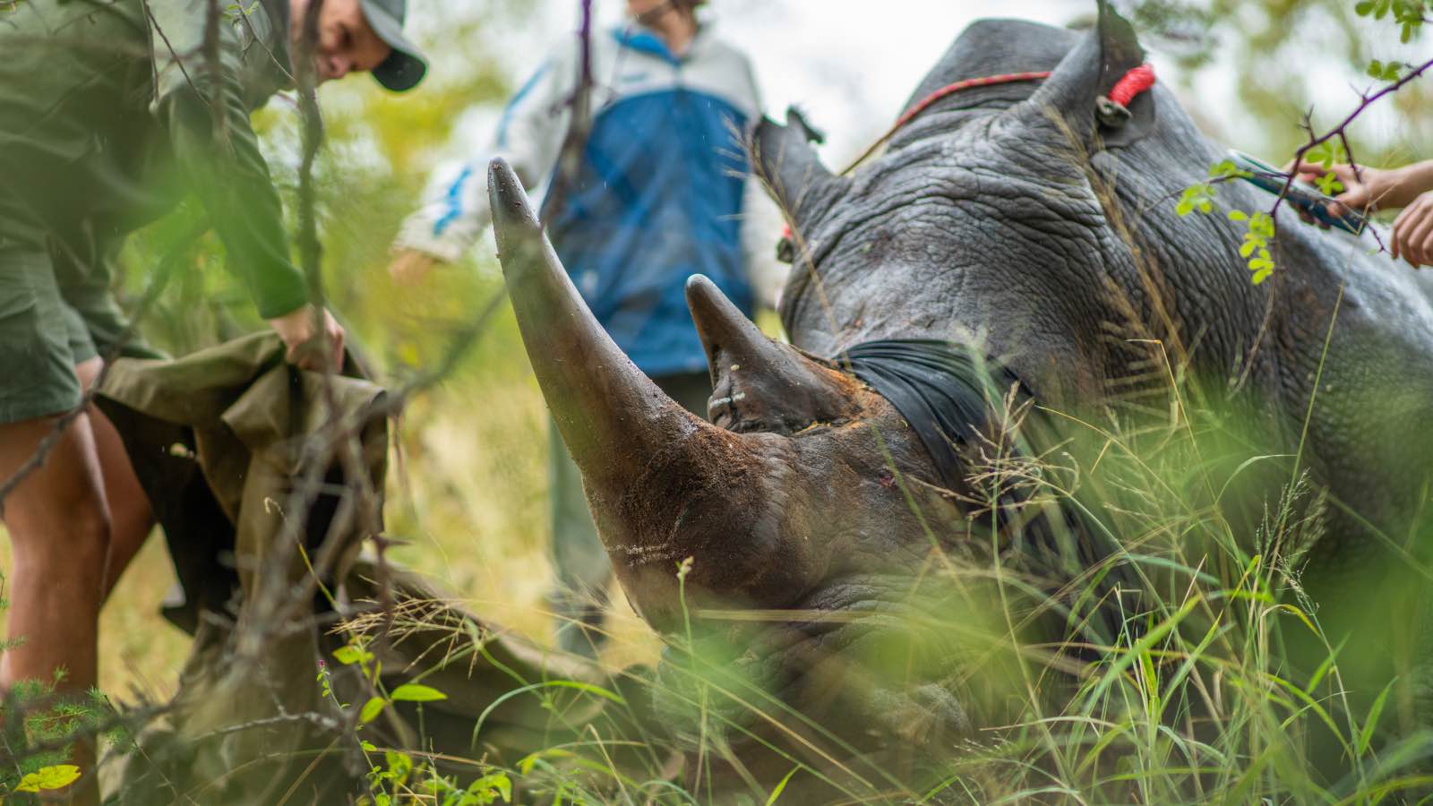 Balule rhino dehorning operation by Kevin MacLaughlin1