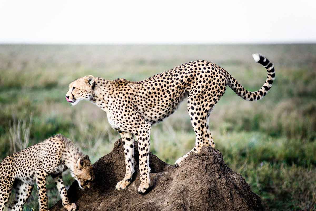Kichakani Serengeti Camp Wildlife