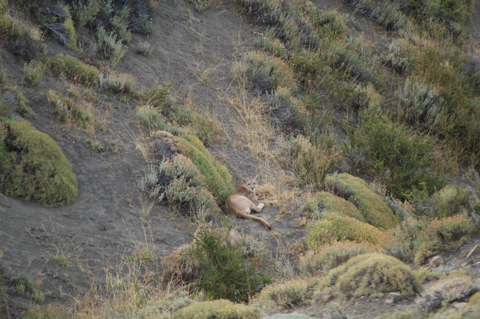 Look out for pumas, guanacos, foxes, and other wildlife