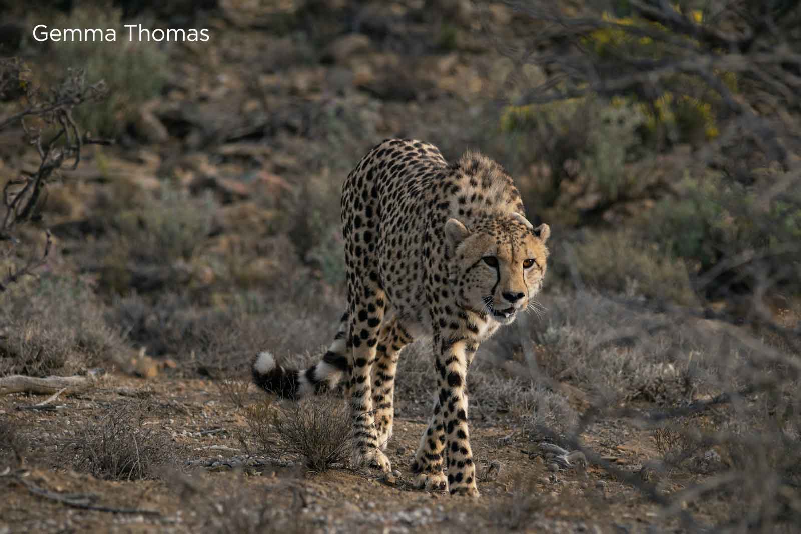 Cheetah in Roam Private Game Reserve