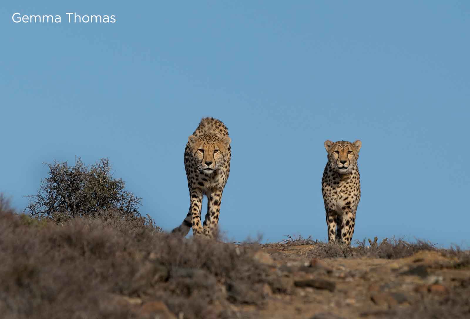 Coalition of Cheetah
