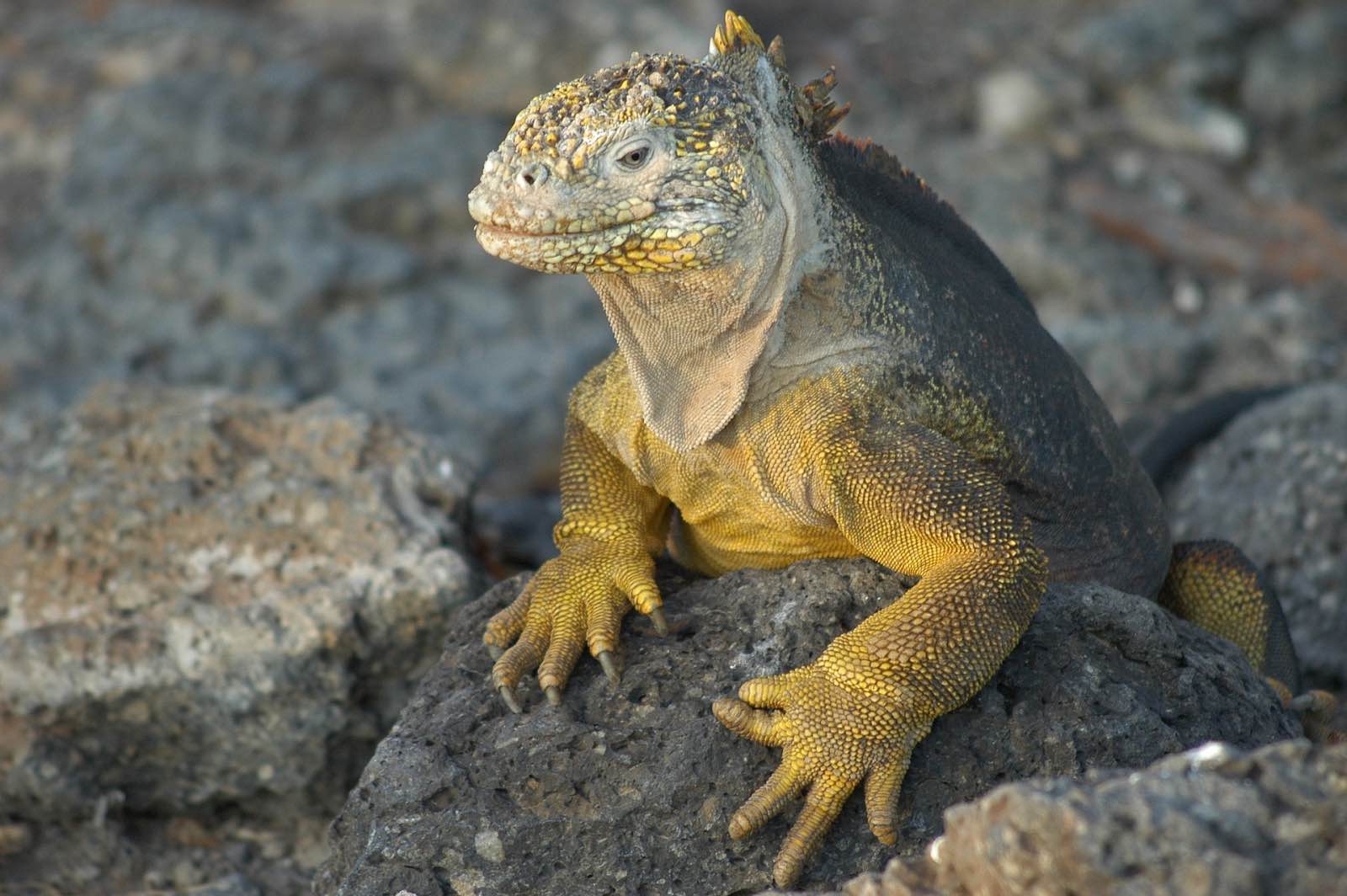 Iguana, Galapagos Islands