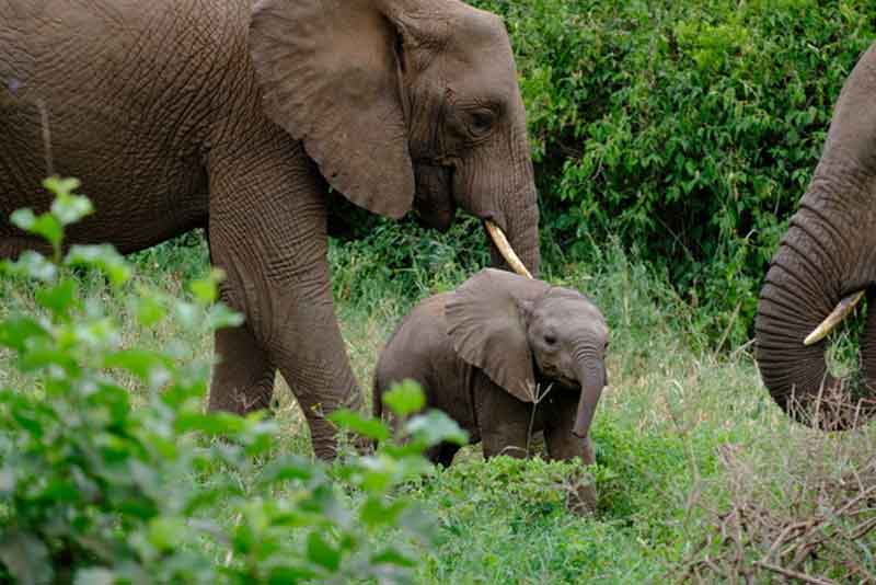 East Africa Elephants