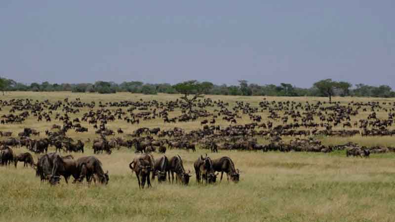 East Africa Wildebeest