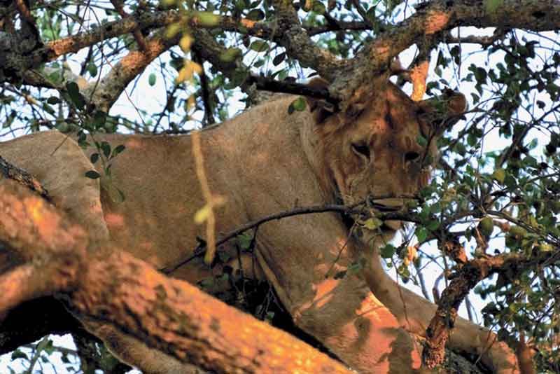 Tree-climbin Lions East Africa