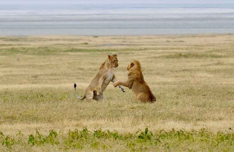 East Africa Lions