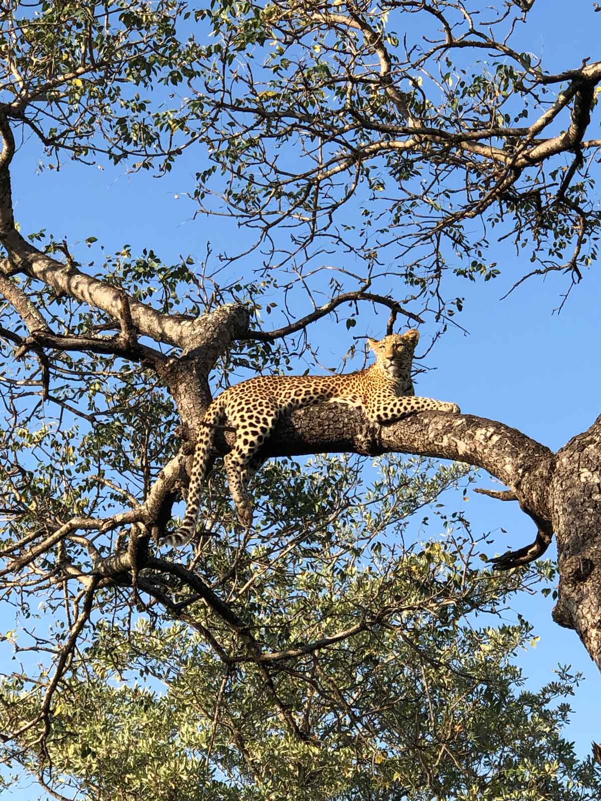 Leopard Ulusaba