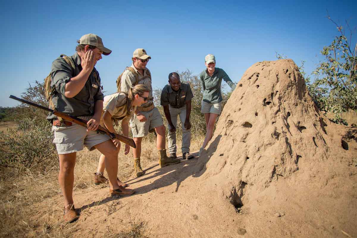 Bateleur Termite Mound