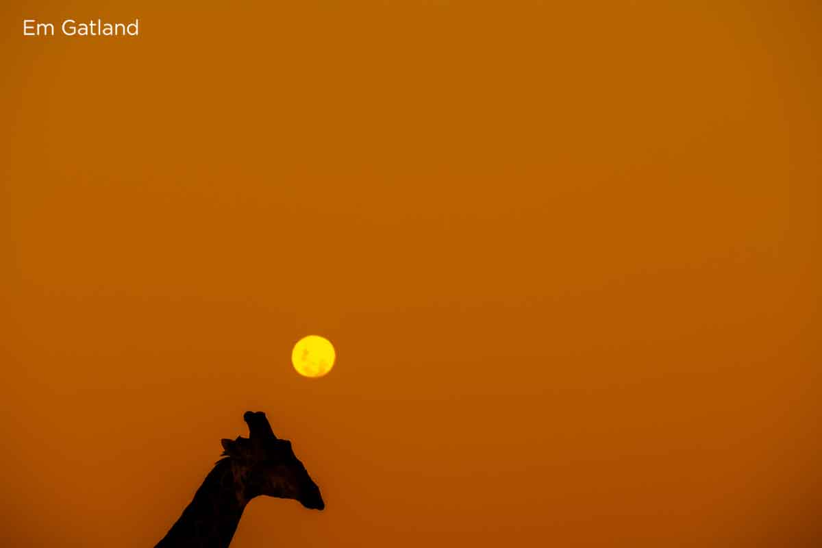 Giraffe Walking Across Horizon