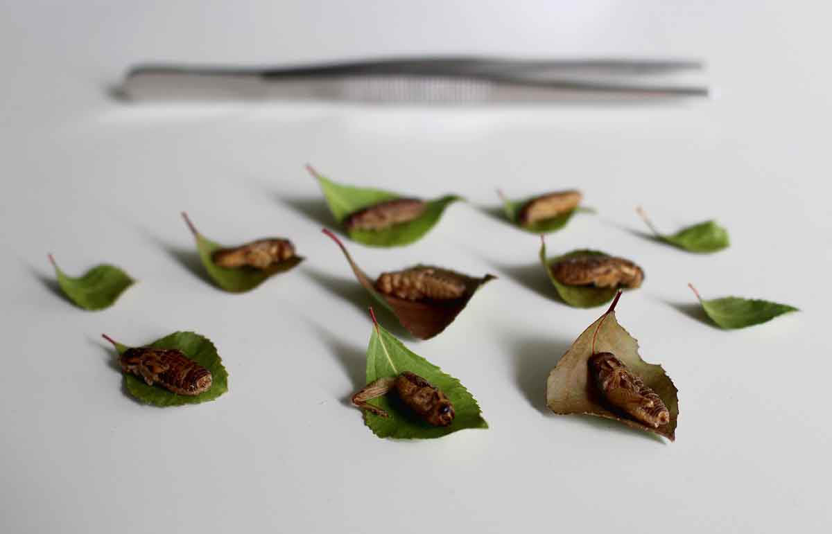 Eating Insects is Sustainable