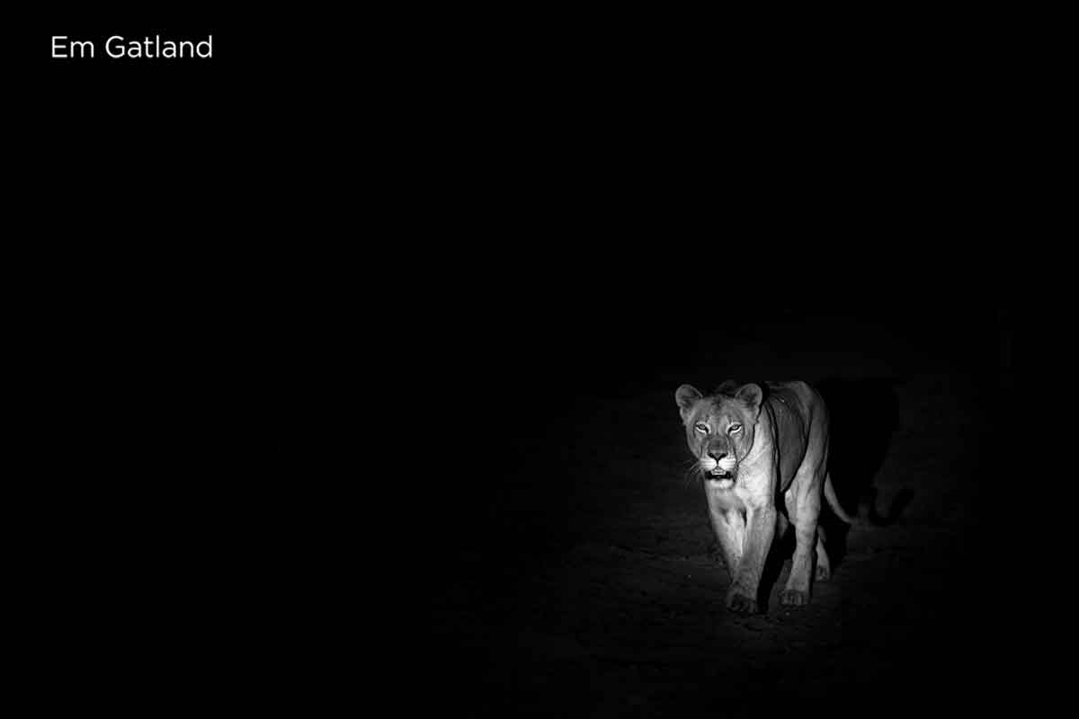 Lions in the Darkness