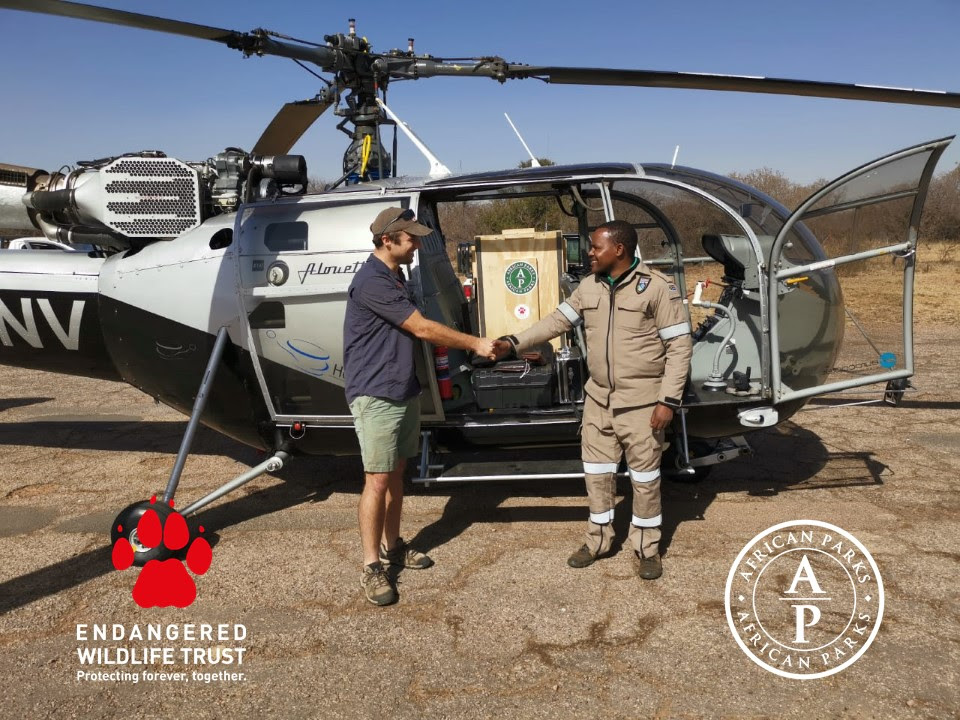 African Parks, Endangered Wildlife Trust, and the Malawi Department of National Parks and Wildlife successfully translocate four cheetahs from South Africa to Majete Wildlife Reserve in Malawi