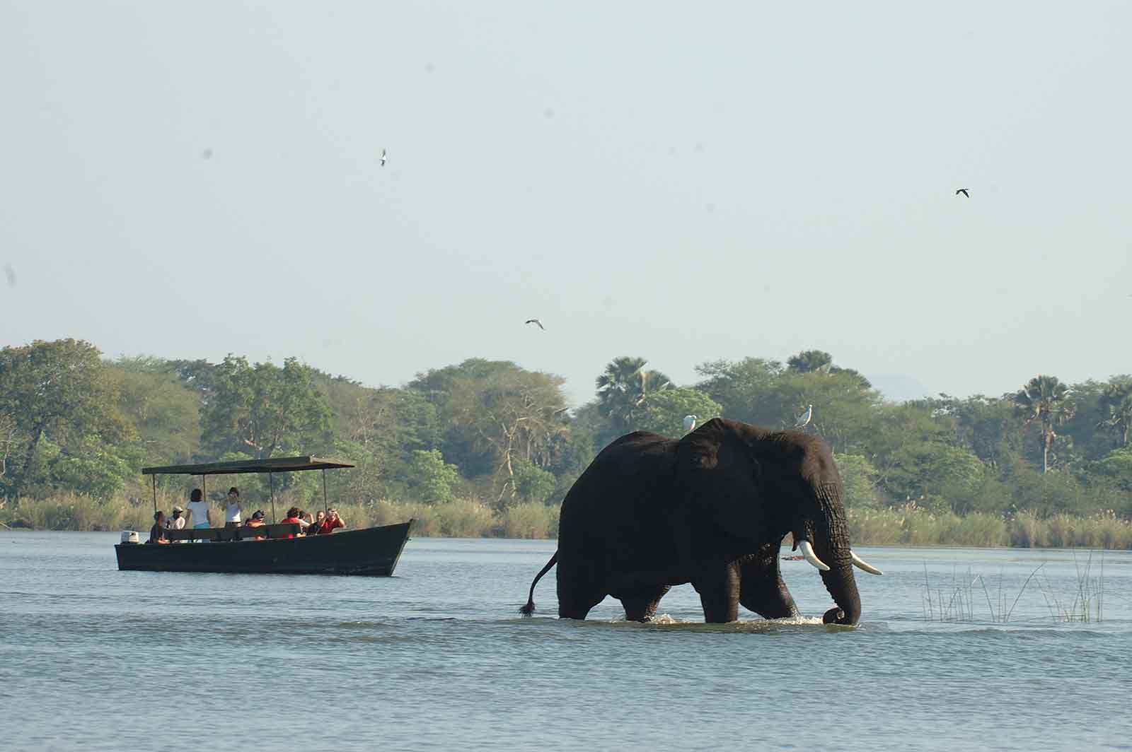 Mvuu Wildlife Cruise