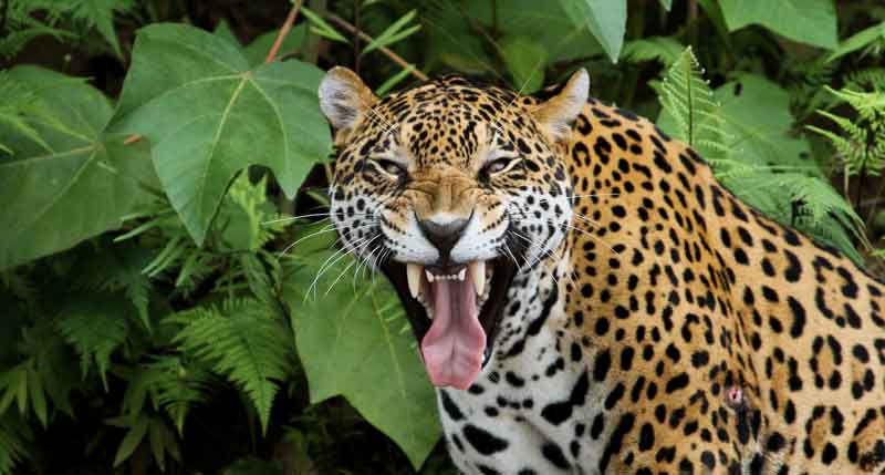 Pantanal Jaguars