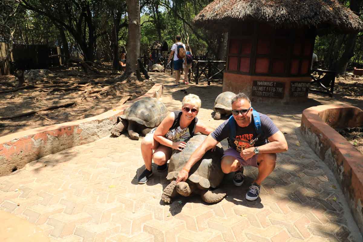 Royal Zanzibar Tortoise