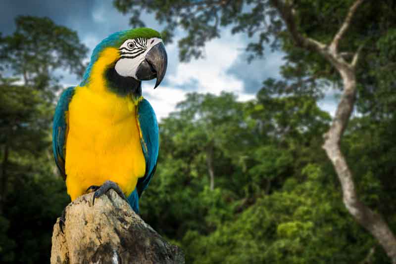 The Pantanal Hyacinth Macaw