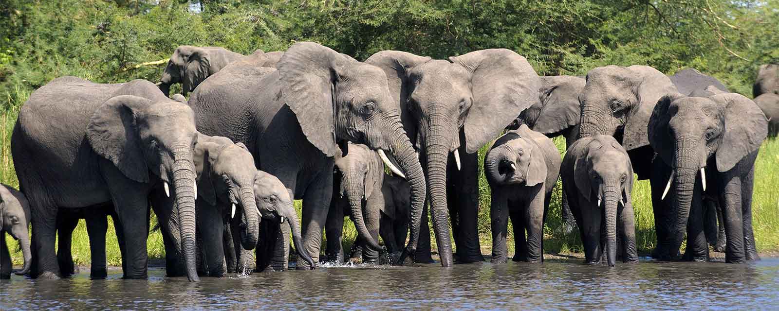 Elephants in Liwonde
