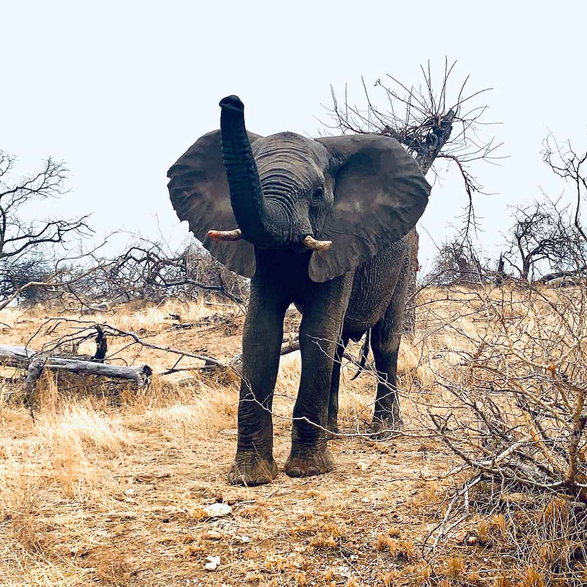 Spotting Elephants in Kruger