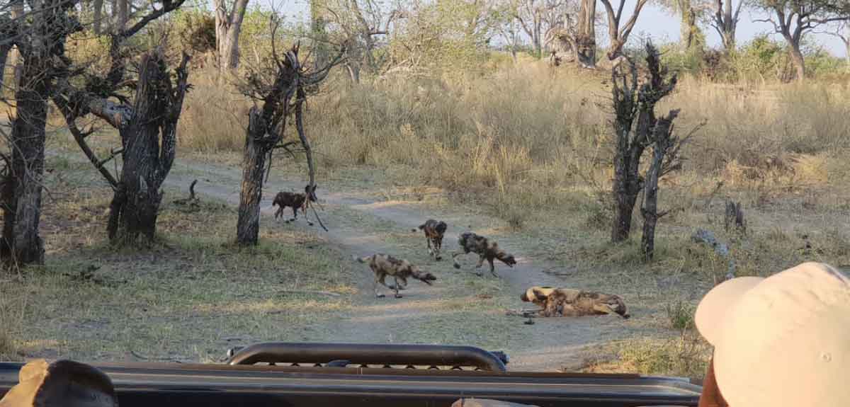 Wild Dogs at Golden Camp