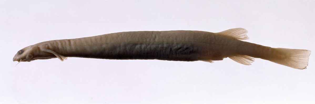 A candiru (Credit: The Natural History Museum/Alamy Stock Photo)