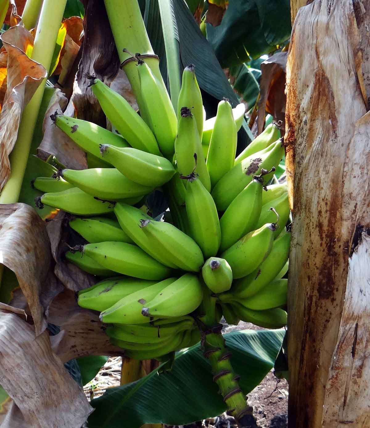 Matoke Green Bananas in Kenya