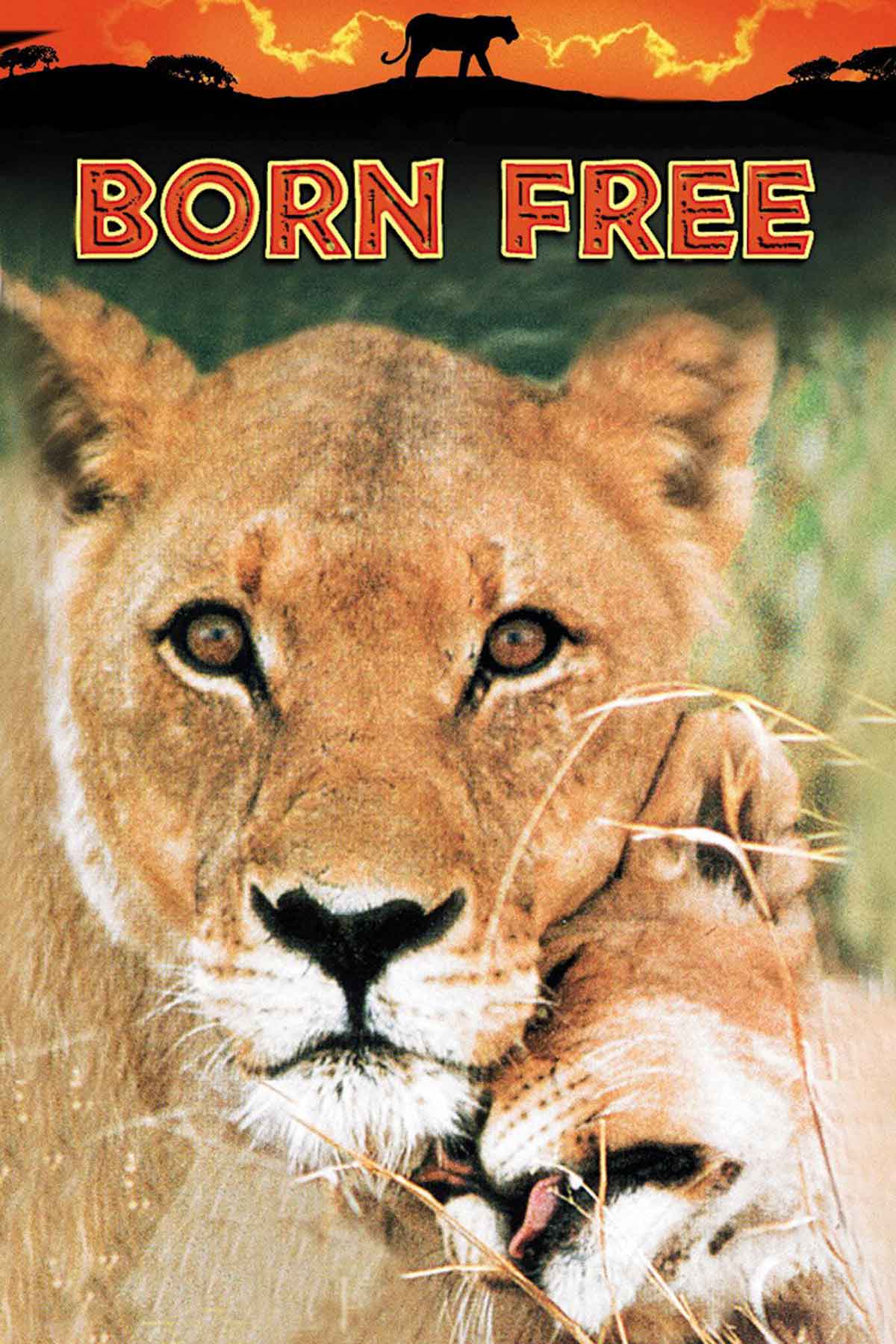 Born Free Lions