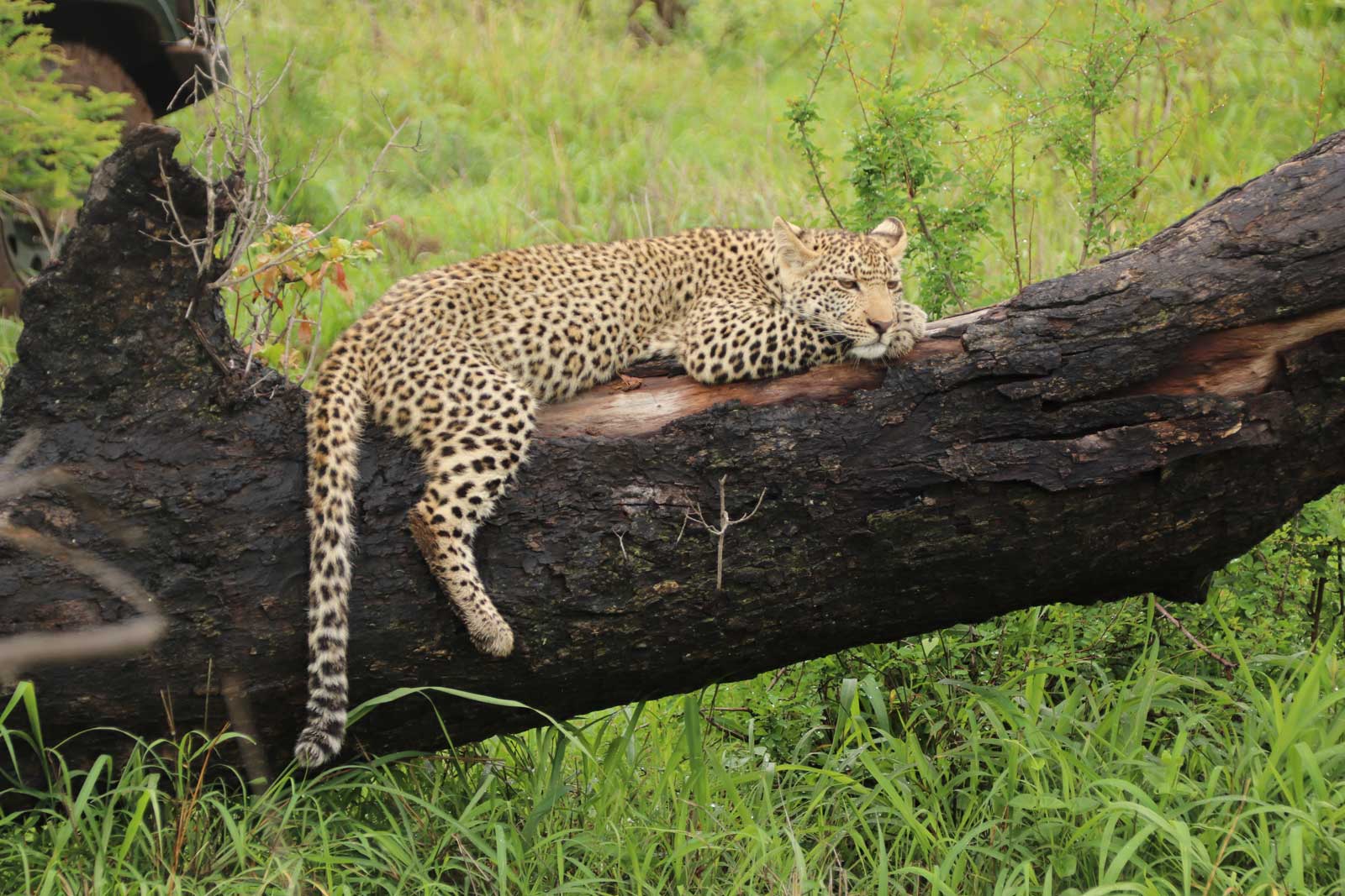 Leopards in Manyaleti