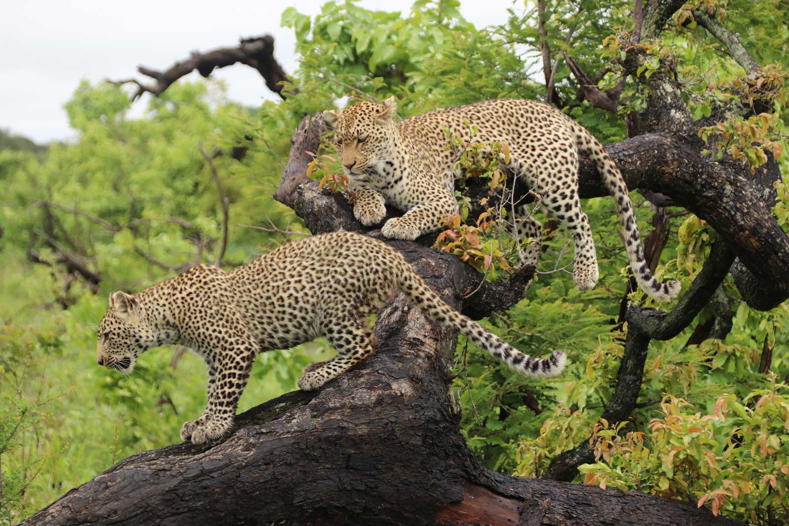 Leopard Spotting at Manyaleti