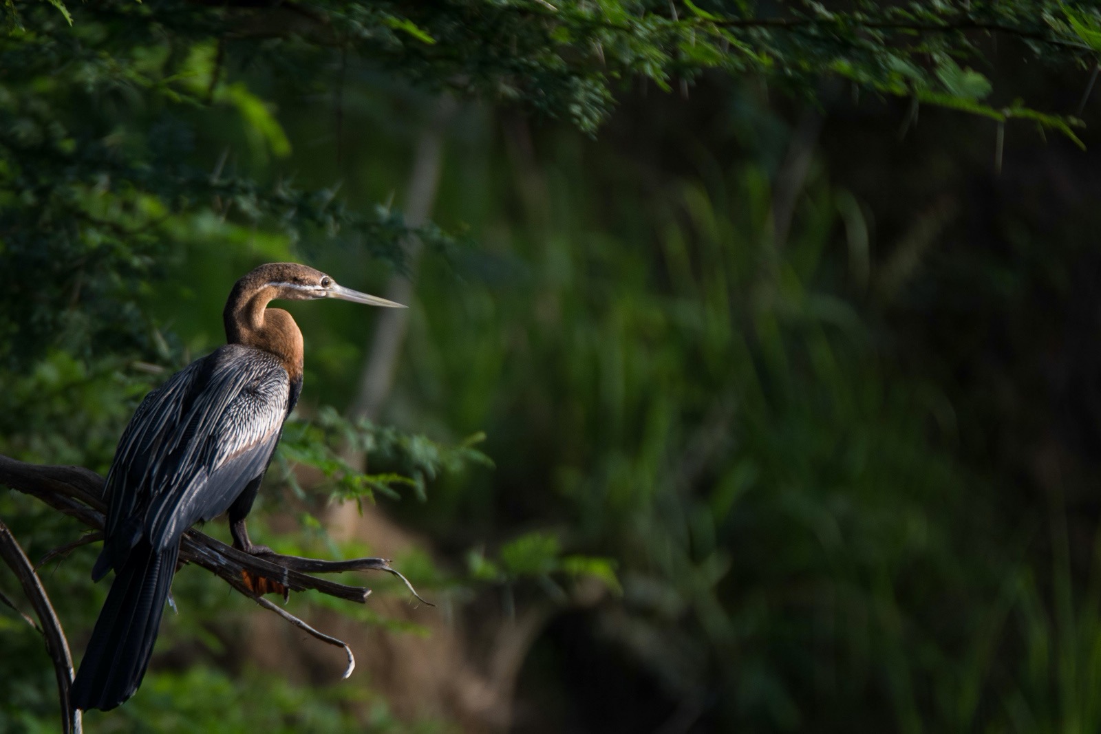 An African darter against a green background along the Nile River in Uganda