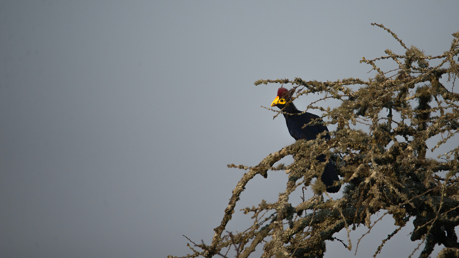 A rare sighting of a Ross' turaco seen in Lake Mburo National Park in Uganda