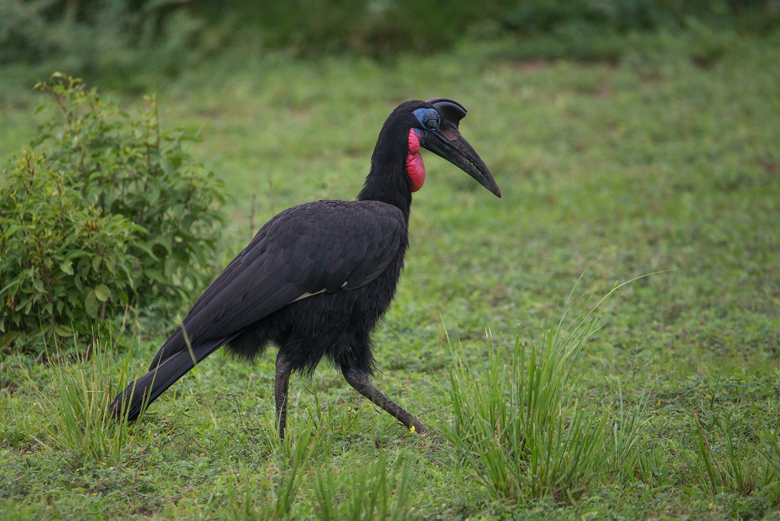 An Abyssinian ground hornbill walks slowly while looking for potential prey in Murchison Falls National Park