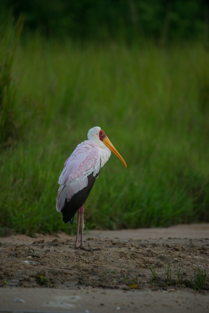 A yellow-billed stork ruffles its feathers as it stands on the banks of the Nile River