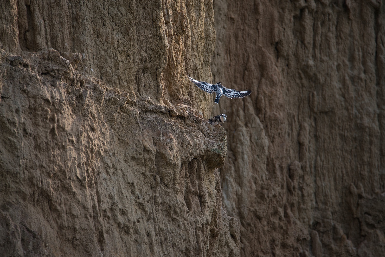 Two pied kingfishers - one in flight and one perched on the wall of a riverbank