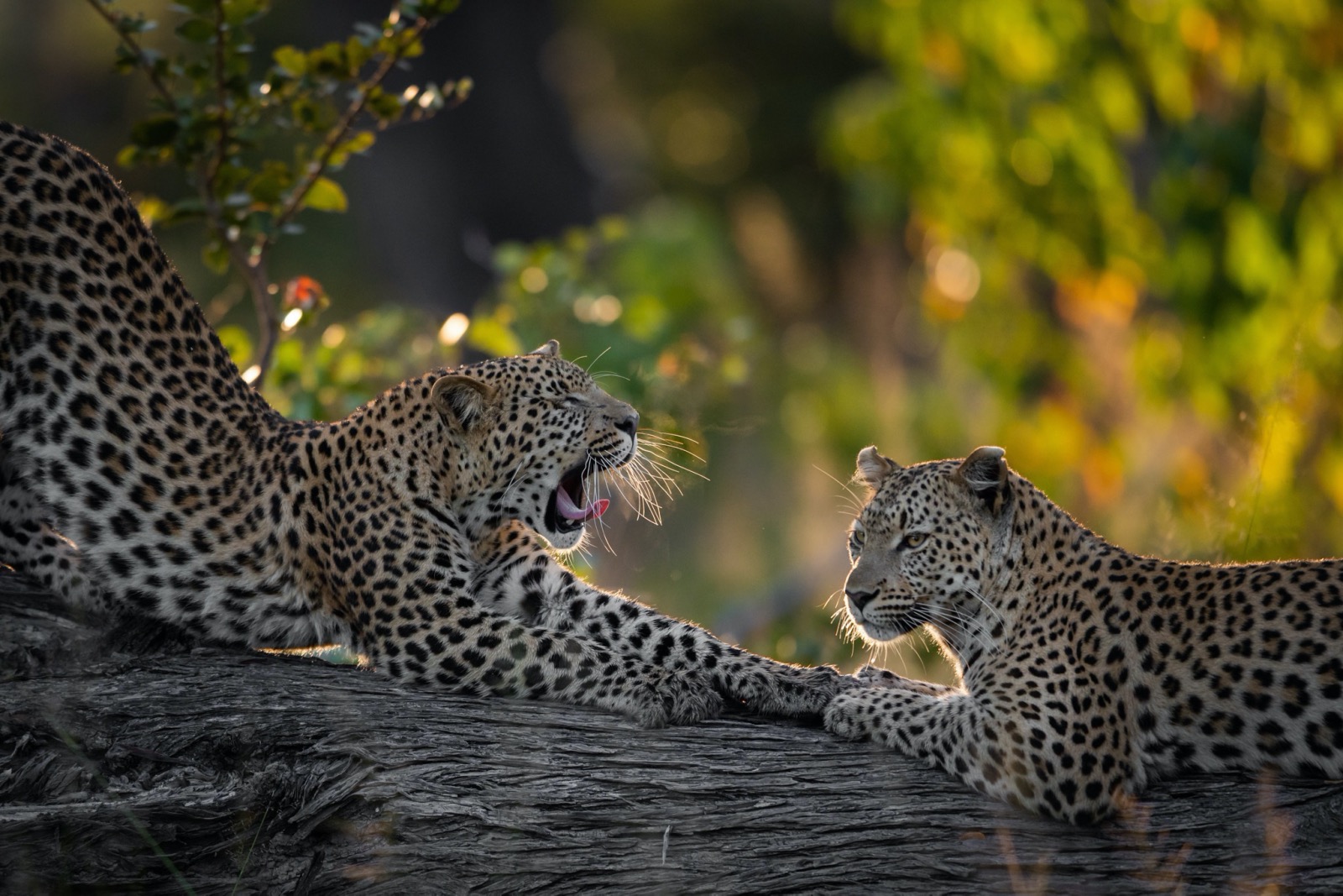 Two leopards relax on a fallen tree trunk in Botswana with the sun creating a backlit effect